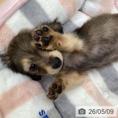 カニーンヘン・ダックスフンドの写真