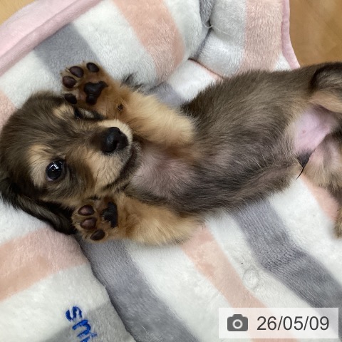 カニーンヘン・ダックスフンドの写真