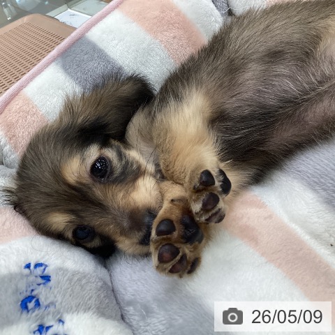 カニーンヘン・ダックスフンドの写真