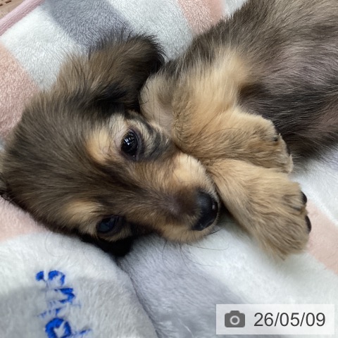 カニーンヘン・ダックスフンドの写真