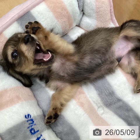カニーンヘン・ダックスフンドの写真