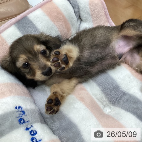 カニーンヘン・ダックスフンドの写真