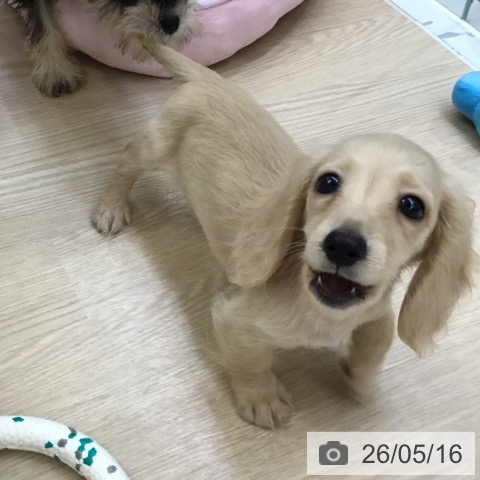 沖縄県のカニンヘンダックスフンド(ロング) (ペットプラス 沖縄ライカム店/2026年3月2日生まれ/男の子/イエロー)の子犬の4枚目の画像