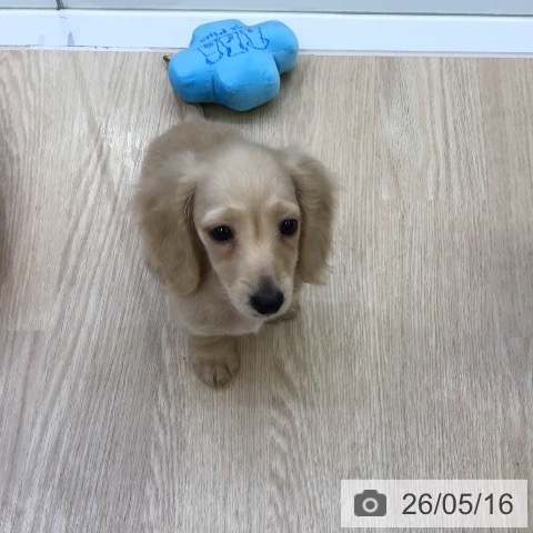 沖縄県のカニンヘンダックスフンド(ロング) (ペットプラス 沖縄ライカム店/2026年3月2日生まれ/男の子/イエロー)の子犬の3枚目の画像