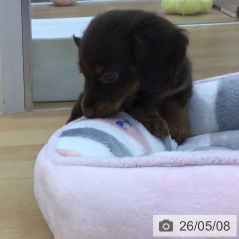 ミニチュア・ダックスフンドの写真