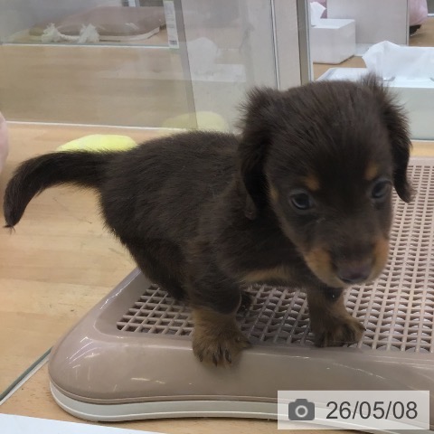 ミニチュア・ダックスフンドの写真