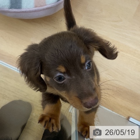 福岡県のミニチュアダックスフンド(ロング) (ペットプラス 福岡店/2026年3月6日生まれ/男の子/チョコレートタン)の子犬の4枚目の画像