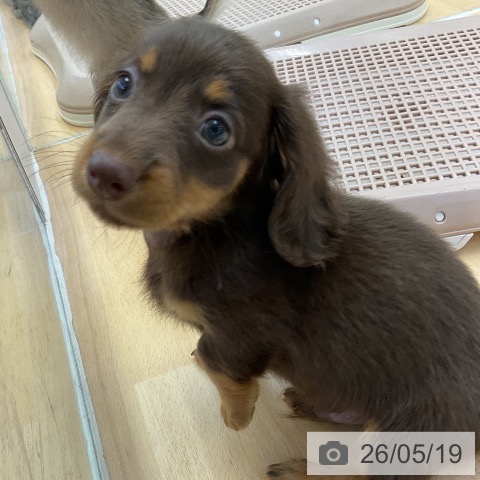 福岡県のミニチュアダックスフンド(ロング) (ペットプラス 福岡店/2026年3月6日生まれ/男の子/チョコレートタン)の子犬の3枚目の画像