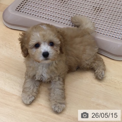 熊本県のトイプードル(トイ) (ペットプラス 熊本店/2026年3月6日生まれ/男の子/アプリコット)の子犬の3枚目の画像