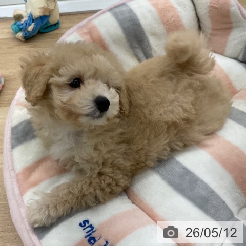 福岡県のトイプードル(トイ) (ペットプラス 春日店/2026年3月6日生まれ/女の子/クリーム)の子犬の4枚目の画像