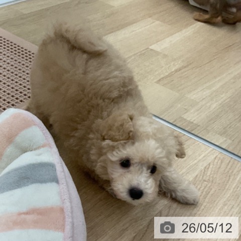 福岡県のトイプードル(トイ) (ペットプラス 春日店/2026年3月6日生まれ/女の子/クリーム)の子犬の3枚目の画像