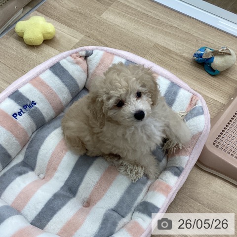 福岡県のトイプードル(トイ) (ペットプラス 春日店/2026年3月6日生まれ/女の子/クリーム)の子犬の4枚目の画像