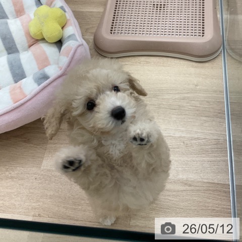 福岡県のトイプードル(トイ) (ペットプラス 春日店/2026年3月6日生まれ/女の子/クリーム)の子犬の3枚目の画像