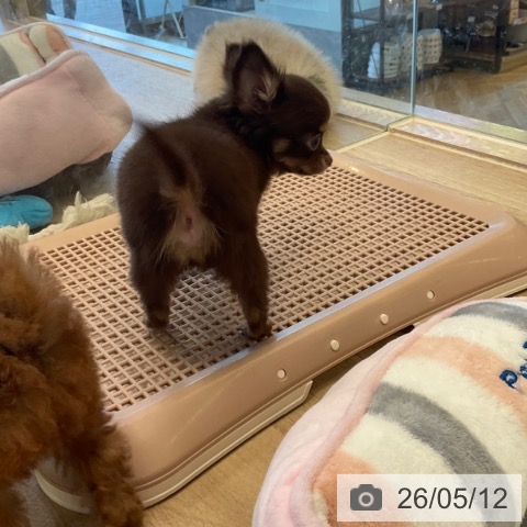 福岡県のチワワ(ロング) (ペットプラス ららぽーと福岡店/2026年3月6日生まれ/男の子/チョコレートタンホワイト)の子犬の3枚目の画像