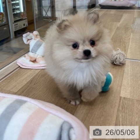 ポメラニアンの写真
