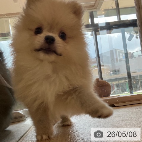 ポメラニアンの写真