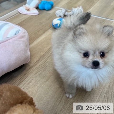 ポメラニアンの写真