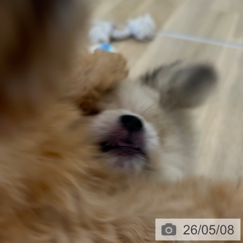 ポメラニアンの写真