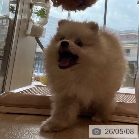 ポメラニアンの写真