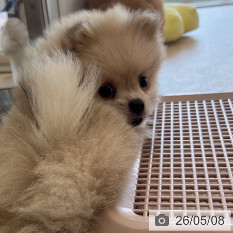 ポメラニアンの写真