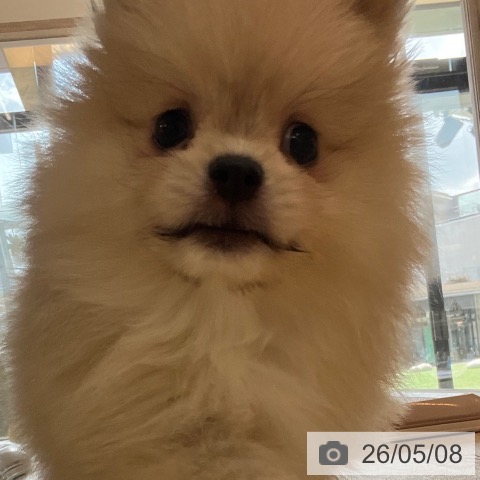 ポメラニアンの写真
