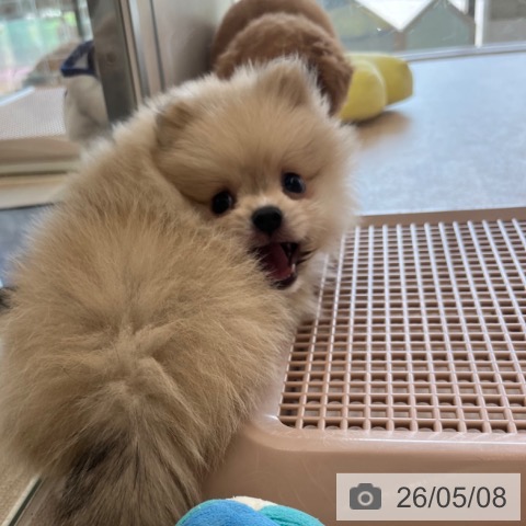 ポメラニアンの写真
