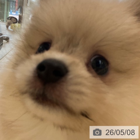 ポメラニアンの写真