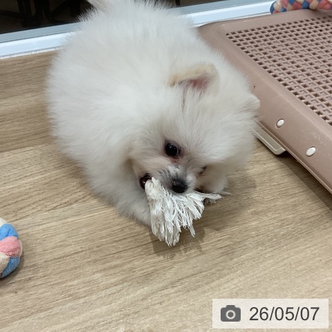 ポメラニアンの写真