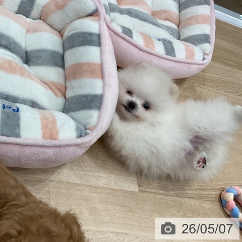 ポメラニアンの写真