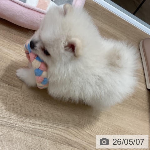 ポメラニアンの写真
