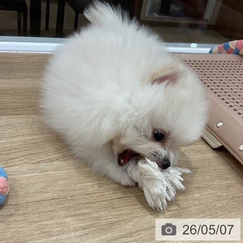 ポメラニアンの写真