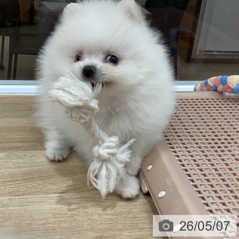 ポメラニアンの写真