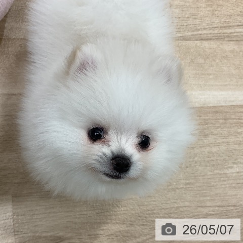 ポメラニアンの写真