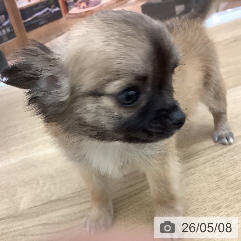 チワワの写真