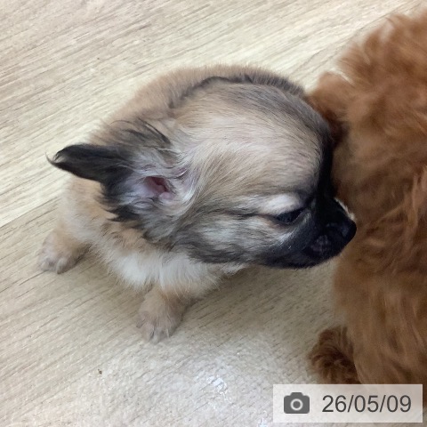 宮崎県のチワワ(ロング) (ペットプラス 宮崎店/2026年3月6日生まれ/男の子/フォーンホワイト)の子犬の3枚目の画像