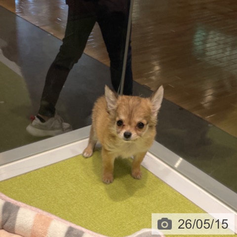 チワワの写真