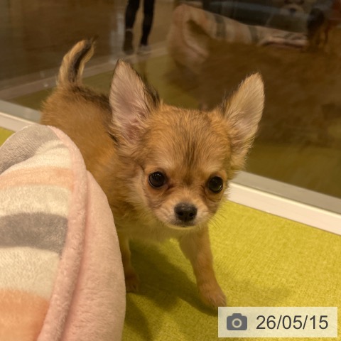 福岡県のチワワ(ロング) (ペットプラス MARK IS 福岡ももち店/2026年3月6日生まれ/男の子/フォーンホワイト)の子犬の4枚目の画像