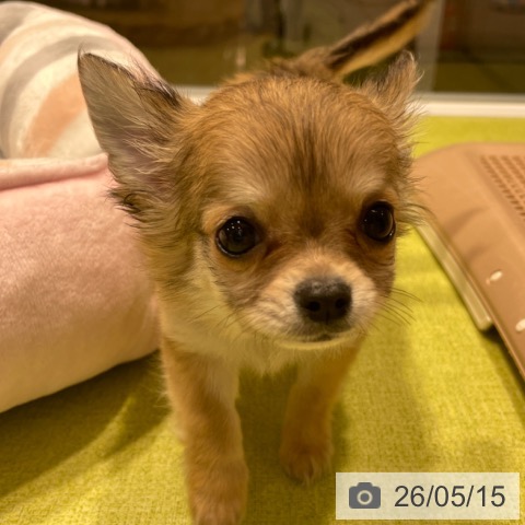 福岡県のチワワ(ロング) (ペットプラス MARK IS 福岡ももち店/2026年3月6日生まれ/男の子/フォーンホワイト)の子犬の3枚目の画像