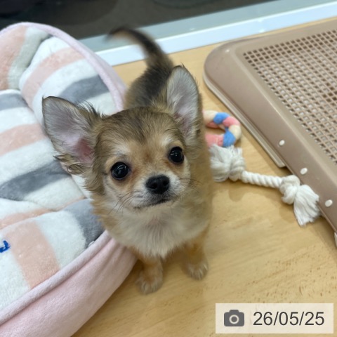 福岡県のチワワ(ロング) (ペットプラス MARK IS 福岡ももち店/2026年3月6日生まれ/男の子/フォーンホワイト)の子犬の3枚目の画像