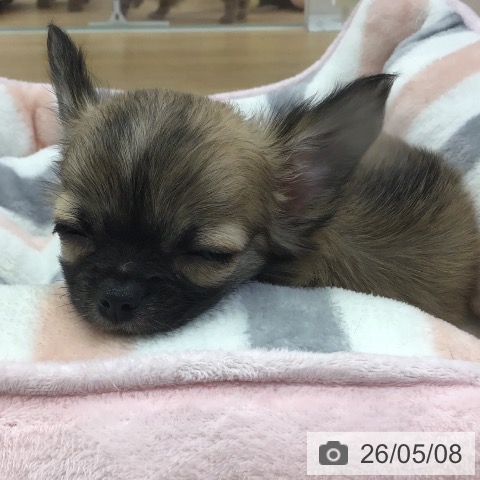 チワワの写真