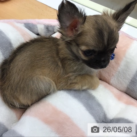 チワワの写真
