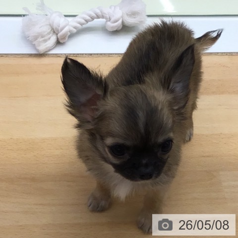 チワワの写真