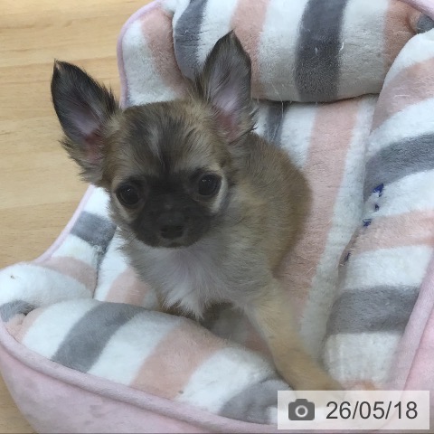 福岡県のチワワ(ロング) (ペットプラス 福岡店/2026年3月6日生まれ/男の子/フォーンホワイト)の子犬の4枚目の画像