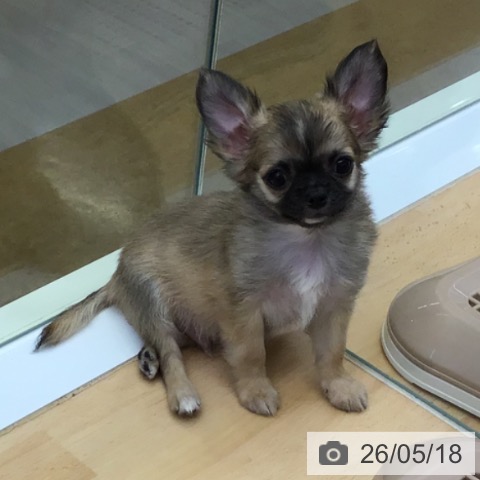 福岡県のチワワ(ロング) (ペットプラス 福岡店/2026年3月6日生まれ/男の子/フォーンホワイト)の子犬の3枚目の画像