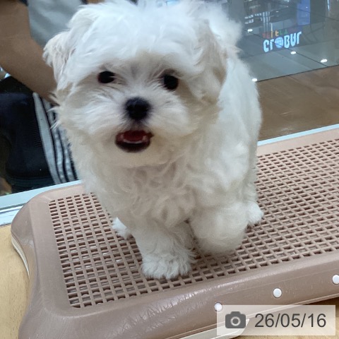 福岡県のマルチーズ (ペットプラス 黒崎店/2026年3月5日生まれ/男の子/ホワイト)の子犬の4枚目の画像