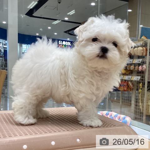 福岡県のマルチーズ (ペットプラス 黒崎店/2026年3月5日生まれ/男の子/ホワイト)の子犬の3枚目の画像