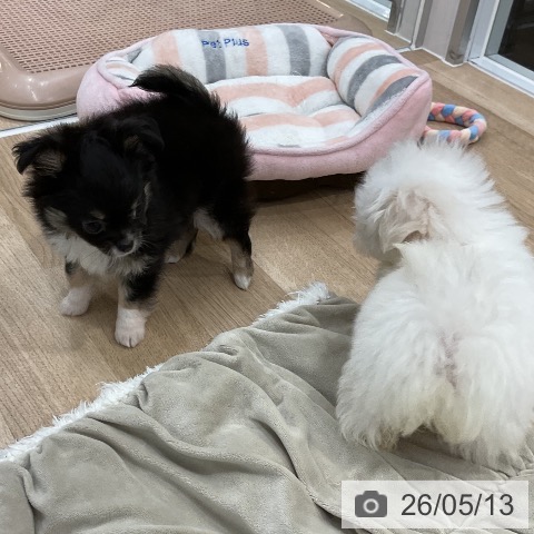 チワワの写真