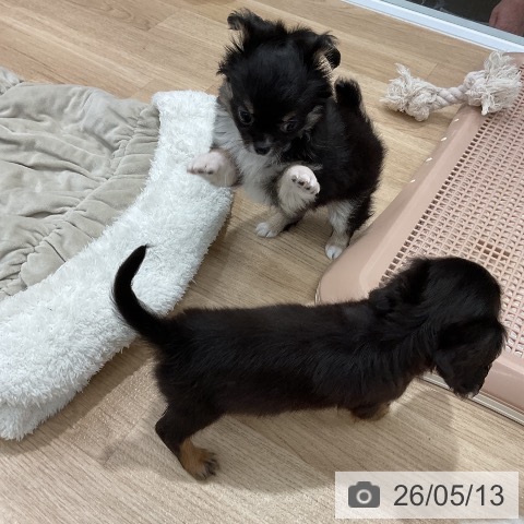 チワワの写真