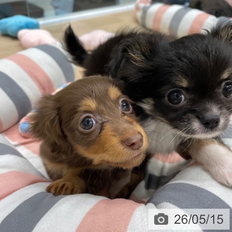 チワワの写真