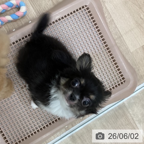 チワワの写真